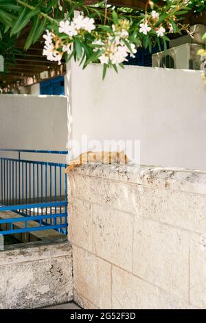 Ginger cat sleeping on a stone fence near the house Stock Photo