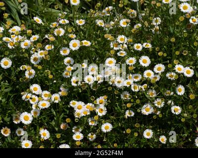 A large group of the white and yellow daisy flowers of Erigeron karvinskianus Stock Photo