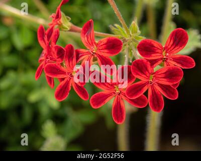 A close up of a group of the striking red flowers of the Geranium Shottesham Pet Stock Photo