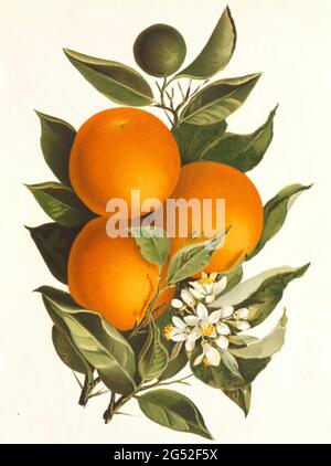 Oranges in 19th Century art in the United States. Stock Photo