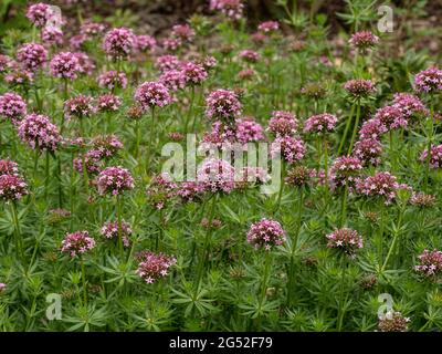 A clump of the groundcover plant Phuopsis stylosa covered with pink flowerheads Stock Photo