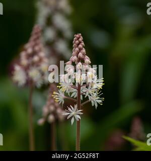 A close up of the delicate white and salmon pink starry flower spike of Tiarella Inkblot Stock Photo