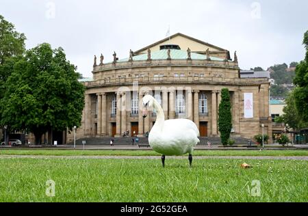 Stuttgart, Germany. 25th June, 2021. A swan stands in front of the opera house in Stuttgart. At a press conference, the directors of the Stuttgart State Theatres announce their plans for the coming season. Credit: Bernd Weissbrod/dpa/Alamy Live News Stock Photo