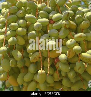 Fresh green dates on date palm background. Bunch of ripening fruits date on a date palm tree in farmland. Stock Photo