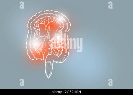 Handrawn illustration of human Intestine on light grey background. Medical, science set with main human organs with empty copy space for text Stock Photo