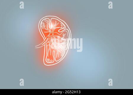 Handrawn illustration of human Spleen on light grey background. Medical, science set with main human organs with empty copy space for text Stock Photo