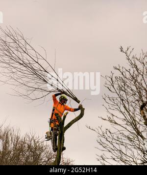 Tree Surgeon reducing height of tree Stock Photo