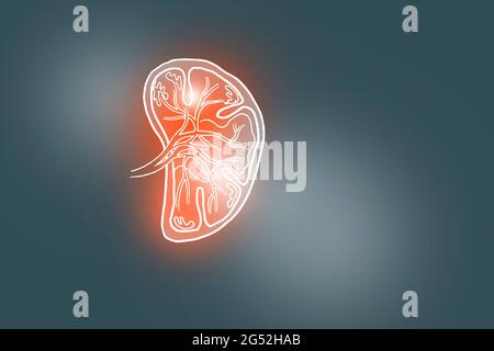 Handrawn illustration of human Spleen on dark grey background. Medical, science set with main human organs with empty copy space for text Stock Photo