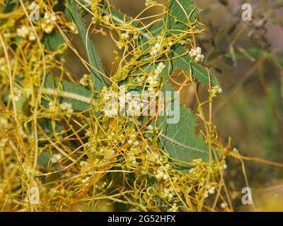 The greater dodder or European dodder, parasitic plant. Cuscuta europaea Stock Photo