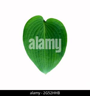 Leaf of hosta plant isolated on white background, plantain lily. Single green plant hosta leaf isolated on white background. Stock Photo