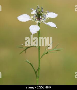 White blue flower of Love-in-a-mist, Nigella arvensis Stock Photo