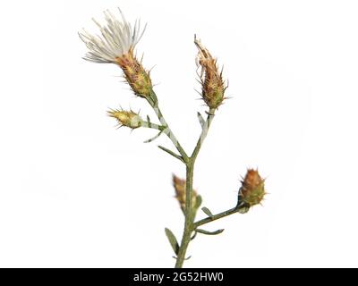Diffuse knapweed with white flowers isolated on white, Centaurea diffusa Stock Photo