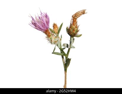 Diffuse knapweed with white flowers isolated on white, Centaurea diffusa Stock Photo