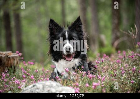 border collie lying on the ground in a group of wild flowers // border collie liegt auf dem Boden in einer Gruppe von Wildblumen Stock Photo