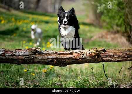 Border collie jumping over a tree trunk // Bordercollie im Sprung über einen Baumstamm Stock Photo