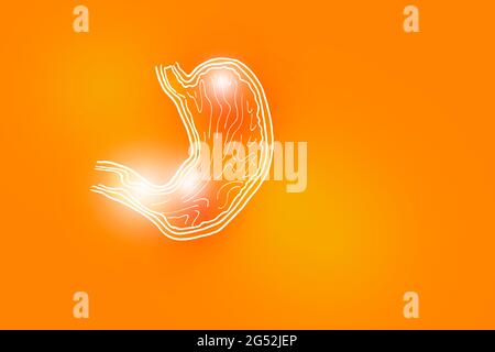Handrawn illustration of human Stomach on positive orange background. Medical, science set with main human organs with empty copy space for text Stock Photo