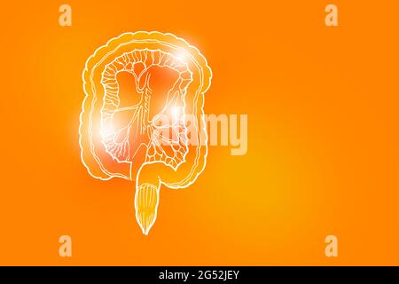 Handrawn illustration of human Intestine on positive orange background. Medical, science set with main human organs with empty copy space for text Stock Photo