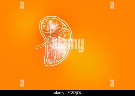 Handrawn illustration of human Spleen on positive orange background. Medical, science set with main human organs with empty copy space for text or inf Stock Photo