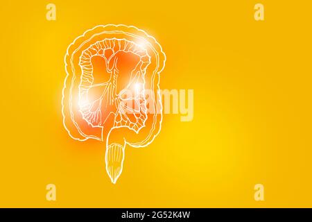 Handrawn illustration of human Intestine on yellow background. Medical, science set with main human organs with empty copy space for text Stock Photo