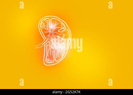 Handrawn illustration of human Spleen on yellow background. Medical, science set with main human organs with empty copy space for text or infographic. Stock Photo