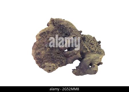 aquarium decoration piece of oak; with fancy shape. fragment of soaked and dried part of trunk with remnants of bark. isolated on white background; wi Stock Photo