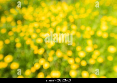 Blure green field with yellow dandelions. Closeup of yellow spring flowers on the ground . Stock Photo