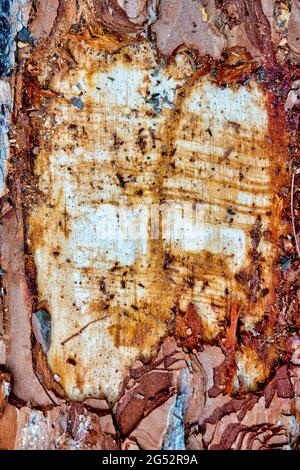 Ruined bark on a pine tree Stock Photo
