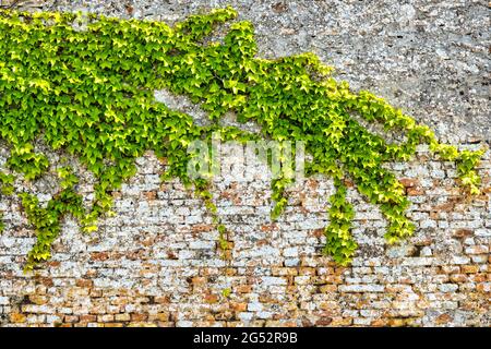 Common ivy (hedera helix) on a brick wall Stock Photo