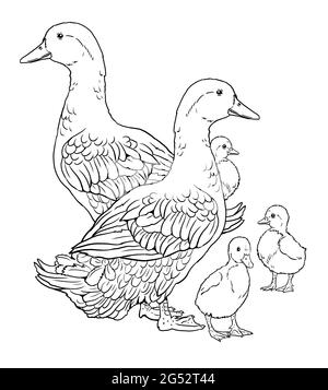 Ducks with ducklings. Coloring page with domestic fowl. Digital drawing with bird. Template for children to paint. Stock Photo