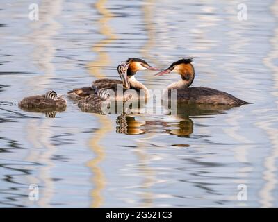 Great crested grebe, Podiceps cristatus, juvenile carried on back of adult, Netherlands Stock Photo