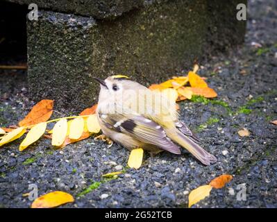 Sick or tired Goldcrest, Regulus regulus, resting on pavement in autumn, Netherlands Stock Photo