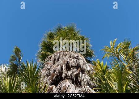 Washingtonia robusta (Mexican fan palm, Mexican washingtonia, Mexican Cotton fan palm). Top of tall palm in Queensland garden, Australia. Copy space. Stock Photo