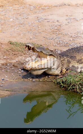 Wildlife crocodile sleeping and open mouth laying on the ground near the river in nature. Stock Photo