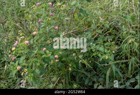 Lantana (lantana camara), invasive weed in Australia. Smothers native vegetation, especially rainforest. Shrubby, multi-coloured flowers.To be removed. Stock Photo