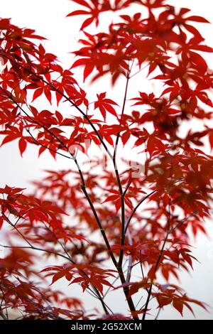 red leaves of small maple tree. Stock Photo