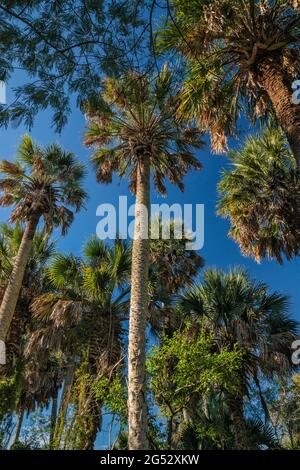 Sabal palms (Sabal mexicana), Sabal Palm Grove Sanctuary in Harlingen, Rio Grande Valley, Texas, USA Stock Photo