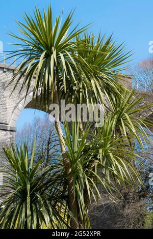 A mature Cornish Cabbage Palm tree Cordyline australis. Stock Photo