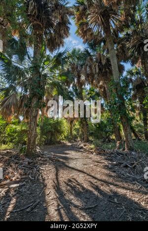 Sabal palms (Sabal mexicana), Sabal Palm Grove Sanctuary in Harlingen, Rio Grande Valley, Texas, USA Stock Photo