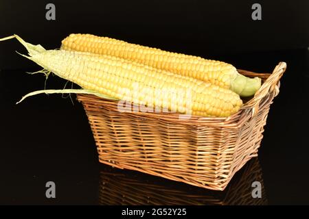 Three fresh sweet corn cobs in a wicker basket, close-up, on a black background. Stock Photo