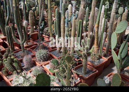 Natural backdrop. Various types of cacti and succulents in a tropical garden. Stock Photo