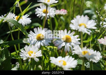 White beautiful sunny daisies in the garden. view of small flowers from the top. Stock Photo