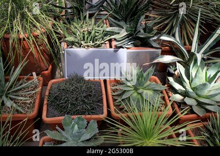 Various types of Asphodelaceae potted plants in a botanical garden. Stock Photo