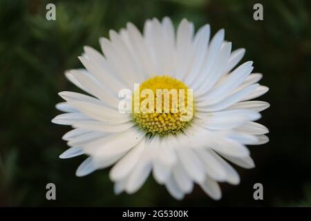 White common daisy with  yellow stamens  and green leaves,  spring daisy in the garden, flower head macro, beauty in nature, floral photo, macro photo Stock Photo