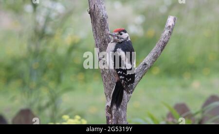 Single Greater spotted woodpecker Dendrocopos major perched on dead branch of elm tree UK Stock Photo