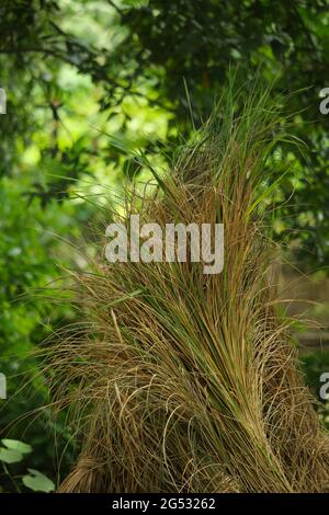 The paddy trees have been kept in eight beds Stock Photo