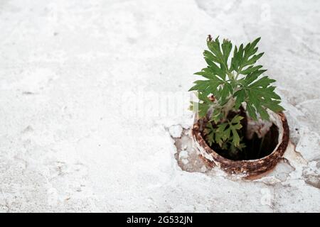 A concrete road with a small platform on which grass grows Stock Photo