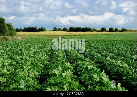 FRANCE, SOMME (80) COTE D'OPALE AREA, POTATOES FIELD Stock Photo