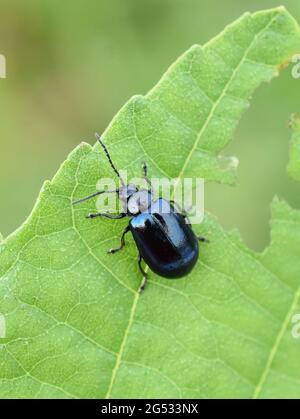 Agelastica alni (Alder leaf beetle) larvae, Arnhem, the Netherlands ...