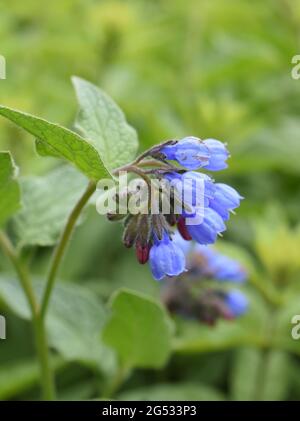 Common comfrey Symphytum officinale herb with blue flowers Stock Photo