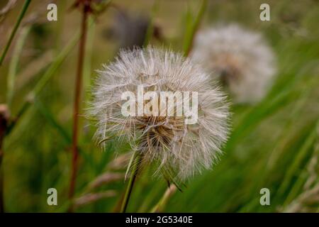 The beautiful fluffy seed ball of the Tragopogon crocifolius, province of Overijssel, close to the city of Zwolle Stock Photo
